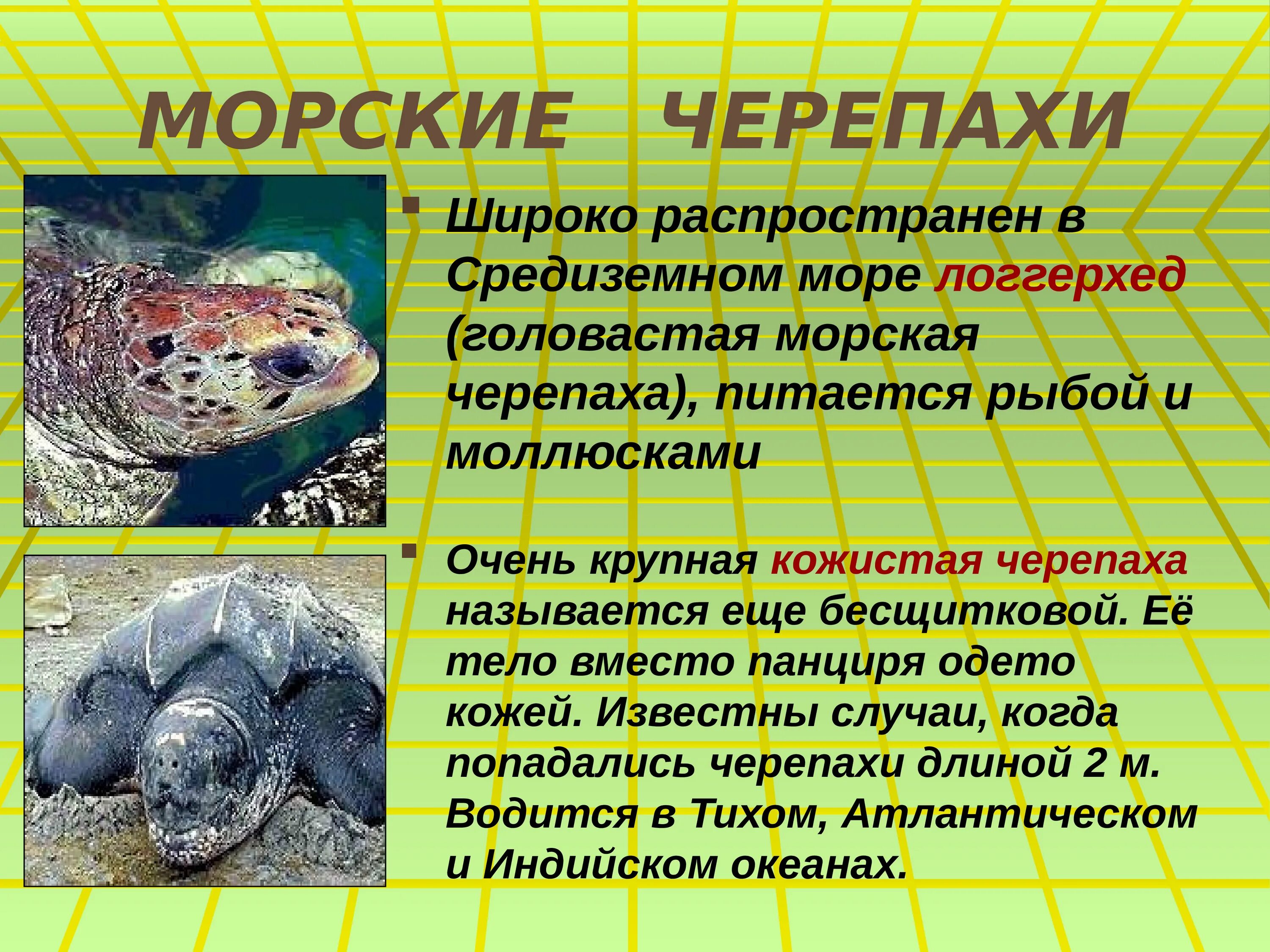 Сообщение про морскую черепаху 4 класс. Черепаха для презентации. морские черепахи презентация. сообщение о морской черепахе. презентация на тему черепахи.