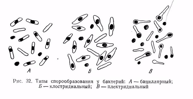 Микроорганизмы образующие споры. Спорообразование бактерий типы спорообразования. Типы спорообразования клеток. Типы спорообразования у бактерий. Спорообразование бактерий формы.