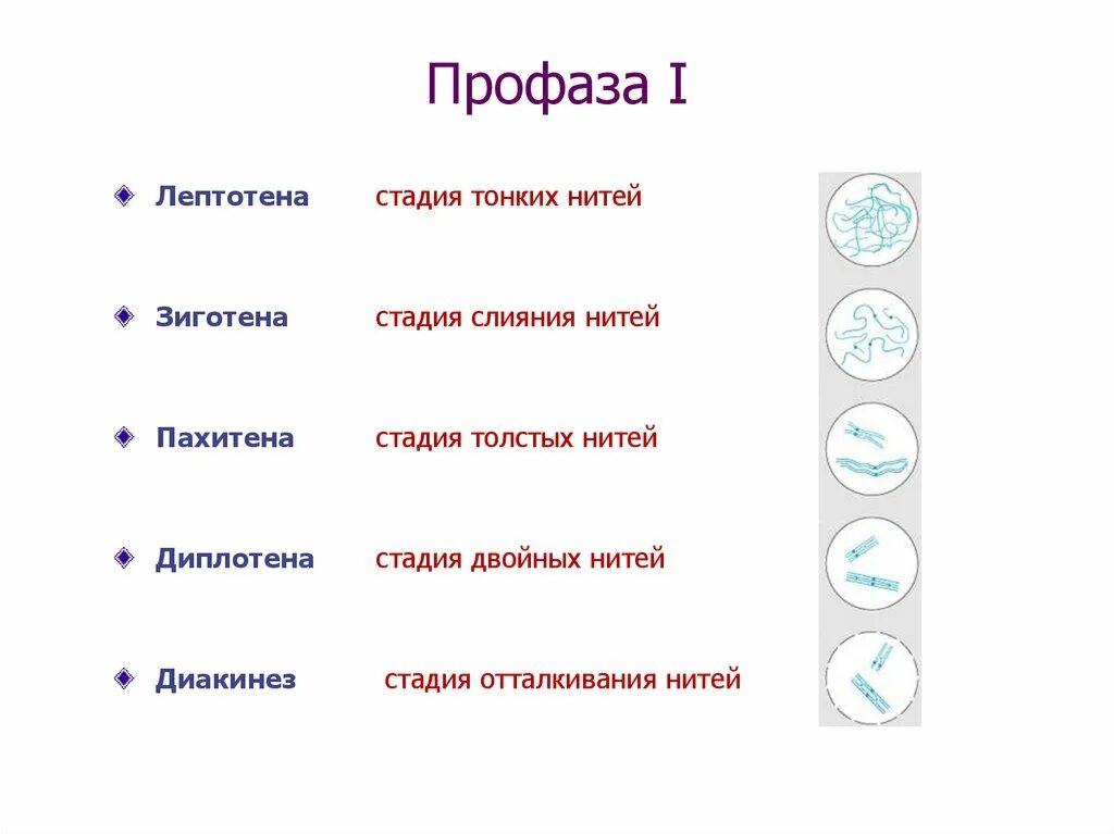 Выбрать характеристики относящиеся к мейозу. Фазы мейоза хромосомы. Профаза второго деления мейоза. Мейоз таблица. Таблица мейоз 10 класс.