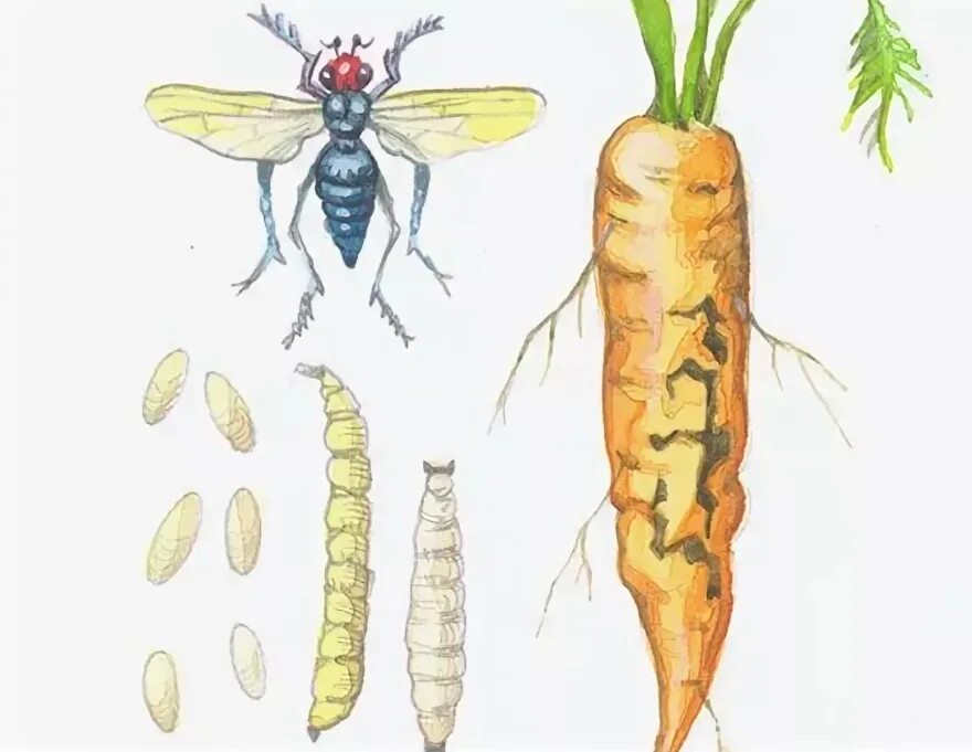 Луковая и морковная муха. Морковная Муха олигофаг. Повреждение моркови морковной мухой. Морковная Муха цикл развития. Морковная Муха стадии развития.