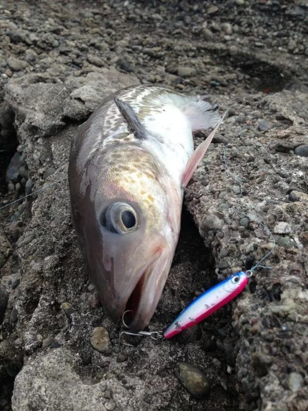 ловля минтая. ловлю минтая. снасть на минтая.