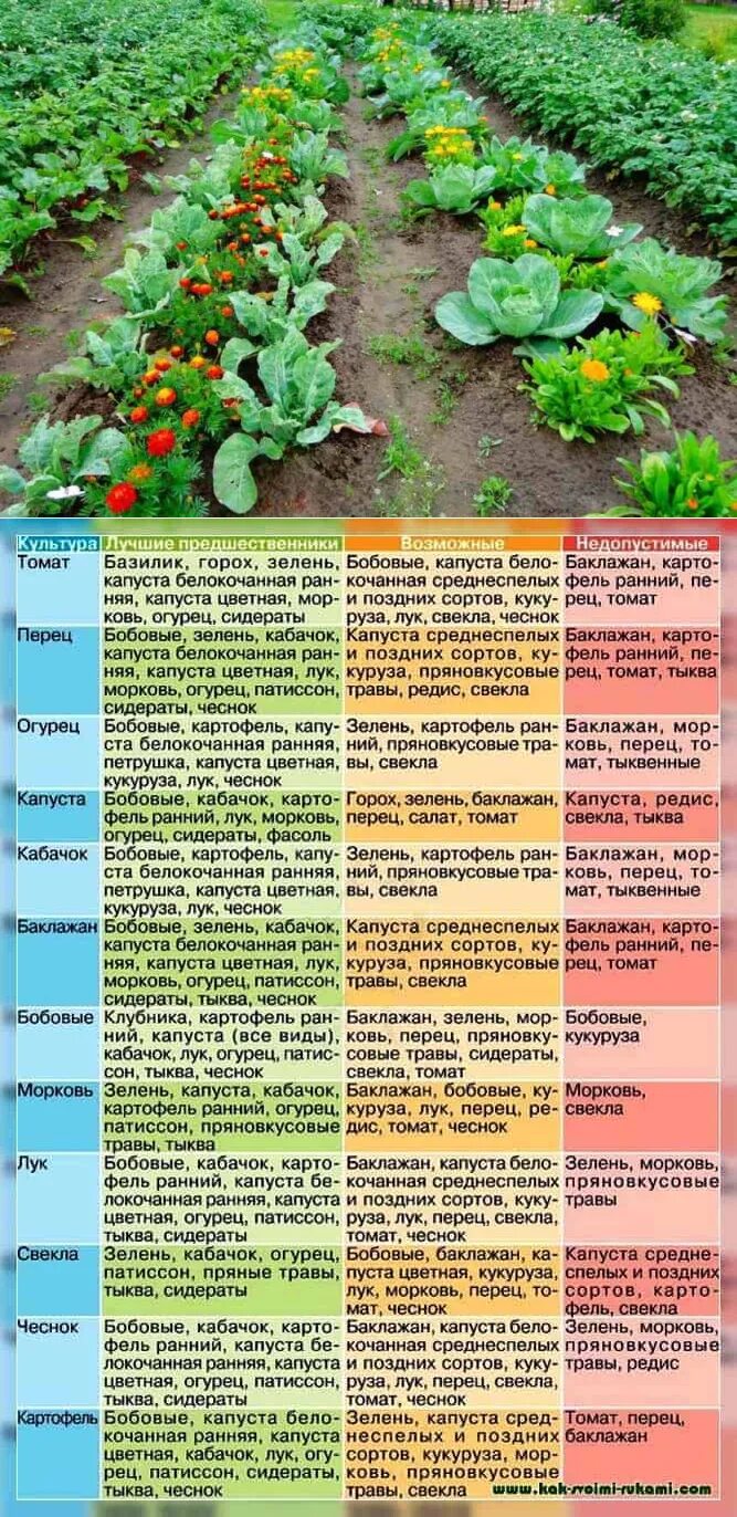 Перец после помидор