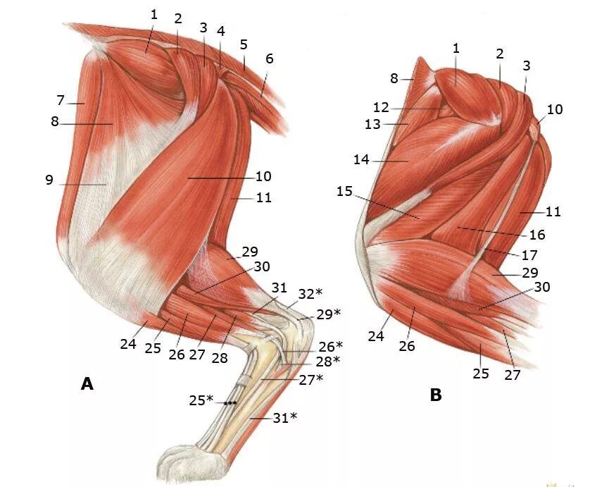 Сухожилие животных. Мышцы сгибатели тазобедренного сустава. Мышцы экстензоры тазобедренного сустава:. Мышцы тазовой конечности кошки. Анатомия мышц задних конечностей собаки.