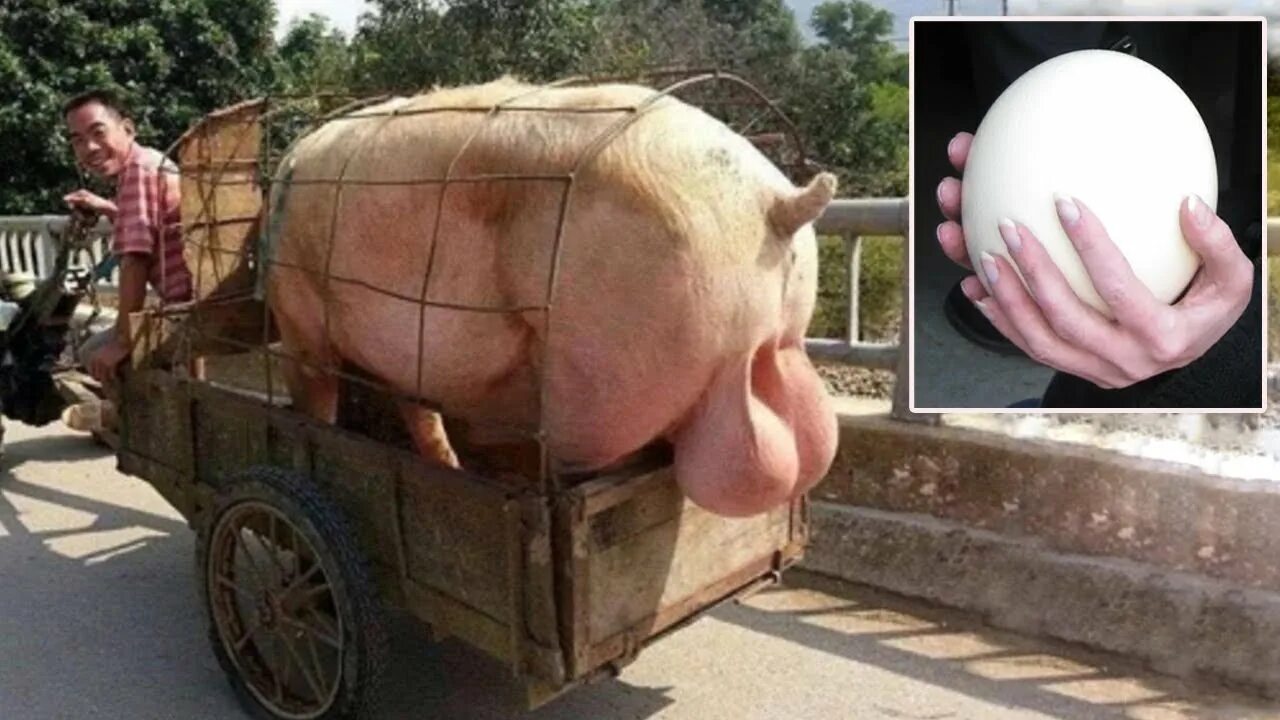 Яйцо везешь