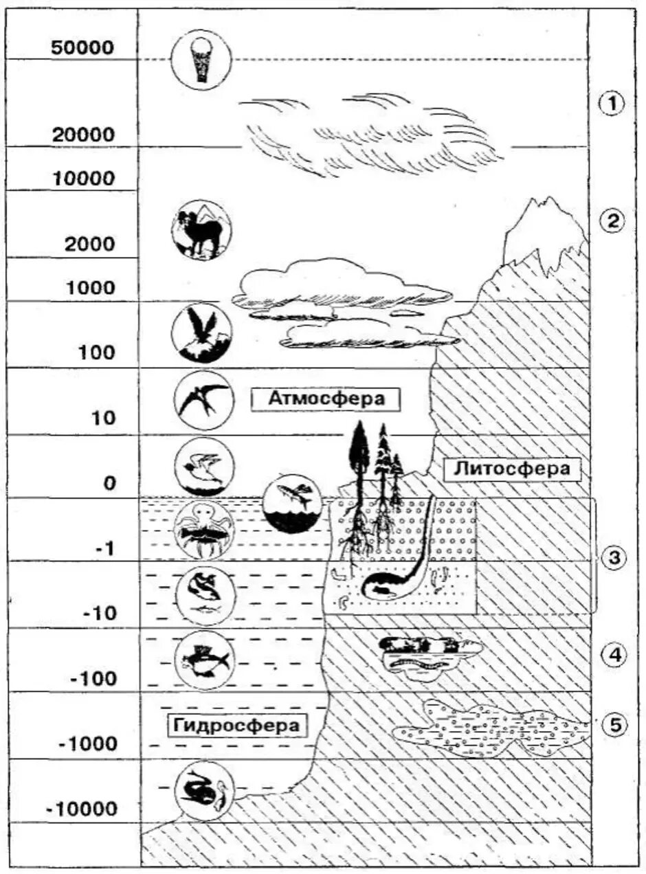 Распределение живых организмов в биосфере схема. Схема границы биосферы рисунок. Схема границы биосферы 6 класс. Границы биосферы черно - белая схема. Биосфера рабочий лист