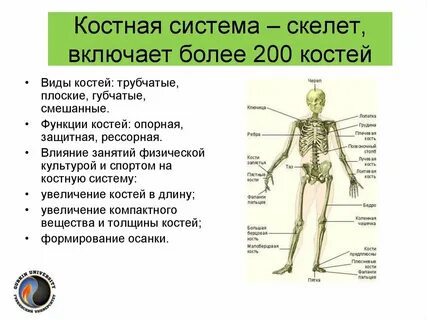 Скелетная система человека органы и функции