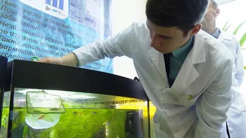 Исследование аквариумных рыбок