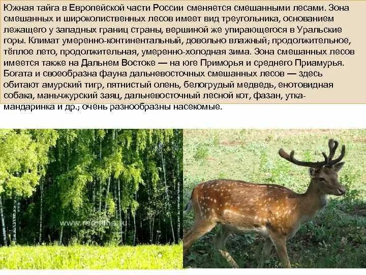 Животный мир тайги. Тайга европейская часть России животный мир. Зона Южной тайги. Животные тайги в европейской части России.