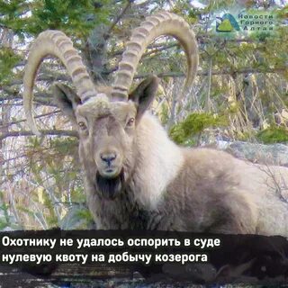 Горный козел алтая 3 буквы