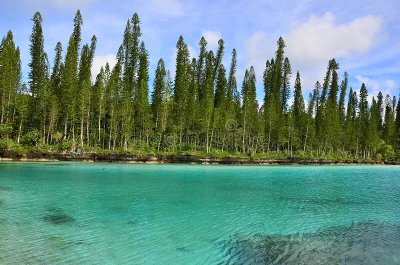 Остров хвойный. Остров новая Каледония ели и песок. Pine Island.