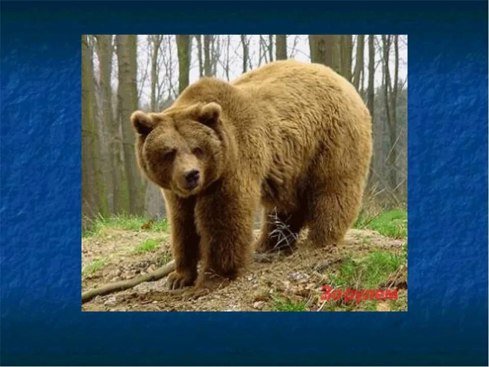 гризли североамериканский бурый медведь. национальный парк паанаярви медведь. бурый медведь в тайге. бурый медведь хозяин тайги. бурый медведь в лесу.