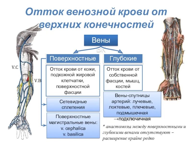 Вены верхней конечности. Тромбофлебит глубоких вен верхних конечностей. Тромбоз глубоких вен верхних конечностей клиника. Тромбофлебит вены верхней конечности. Трромф вен верхн крнеч.