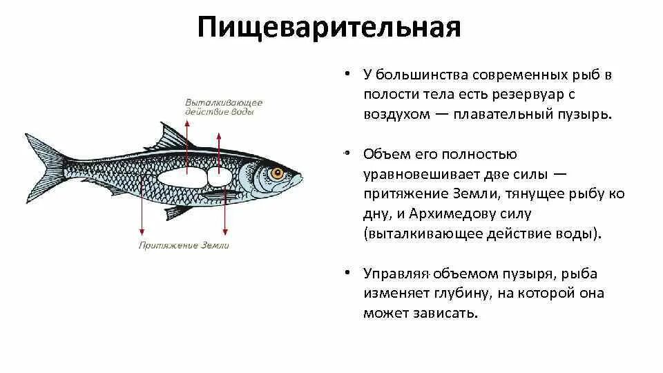 Особенности внутреннего строения щуки. Строение сельдеобразных рыб. Внутреннее строение сельдеобразных. Внешнее строение сельдеобразных рыб. Внутреннее строение сельдеобразных рыб.
