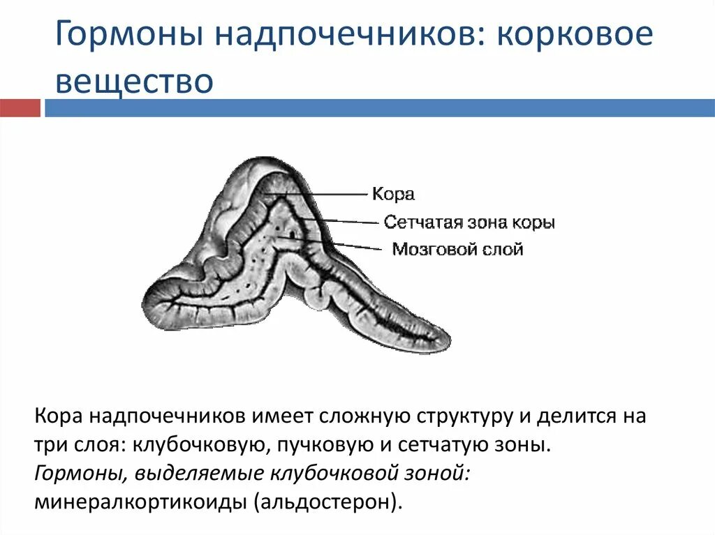 Сетчатая коры надпочечников. Корковое и мозговое вещество надпочечников. Гормоны коркового и мозгового вещества надпочечников. Зоны коркового слоя надпочечников. Сетчатая зона коры надпочечников.