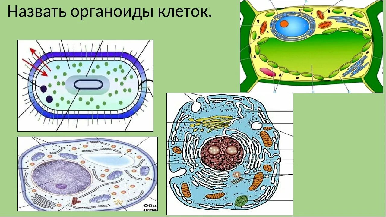 Органоиды клетки. Строение разных клеток. Клетки различных организмов. Органоиды клетки рисунки.