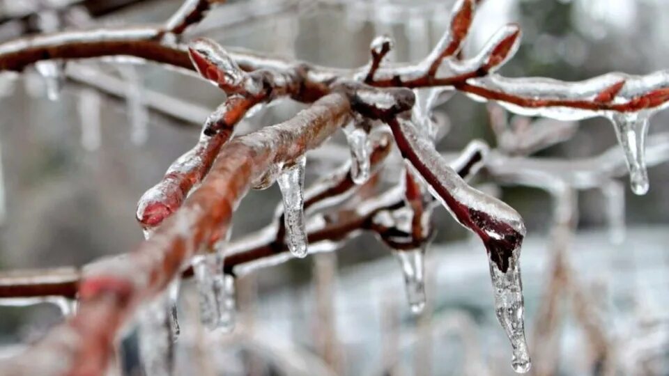 Ice rain. Гололед на деревьях. Ожеледь на деревьях. Гололед Эстетика. Ледяной дождь скользко.