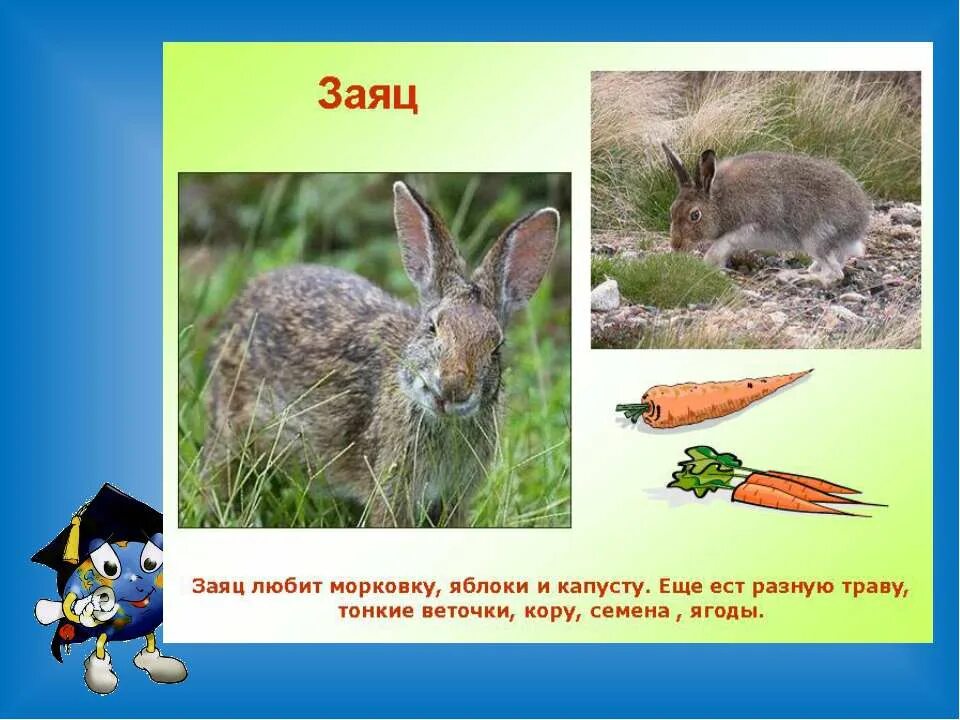 рассказ про зайца. заяц краткое описание. загадки про животных заяц. зайца 1 класс. зайца 1 класс.
