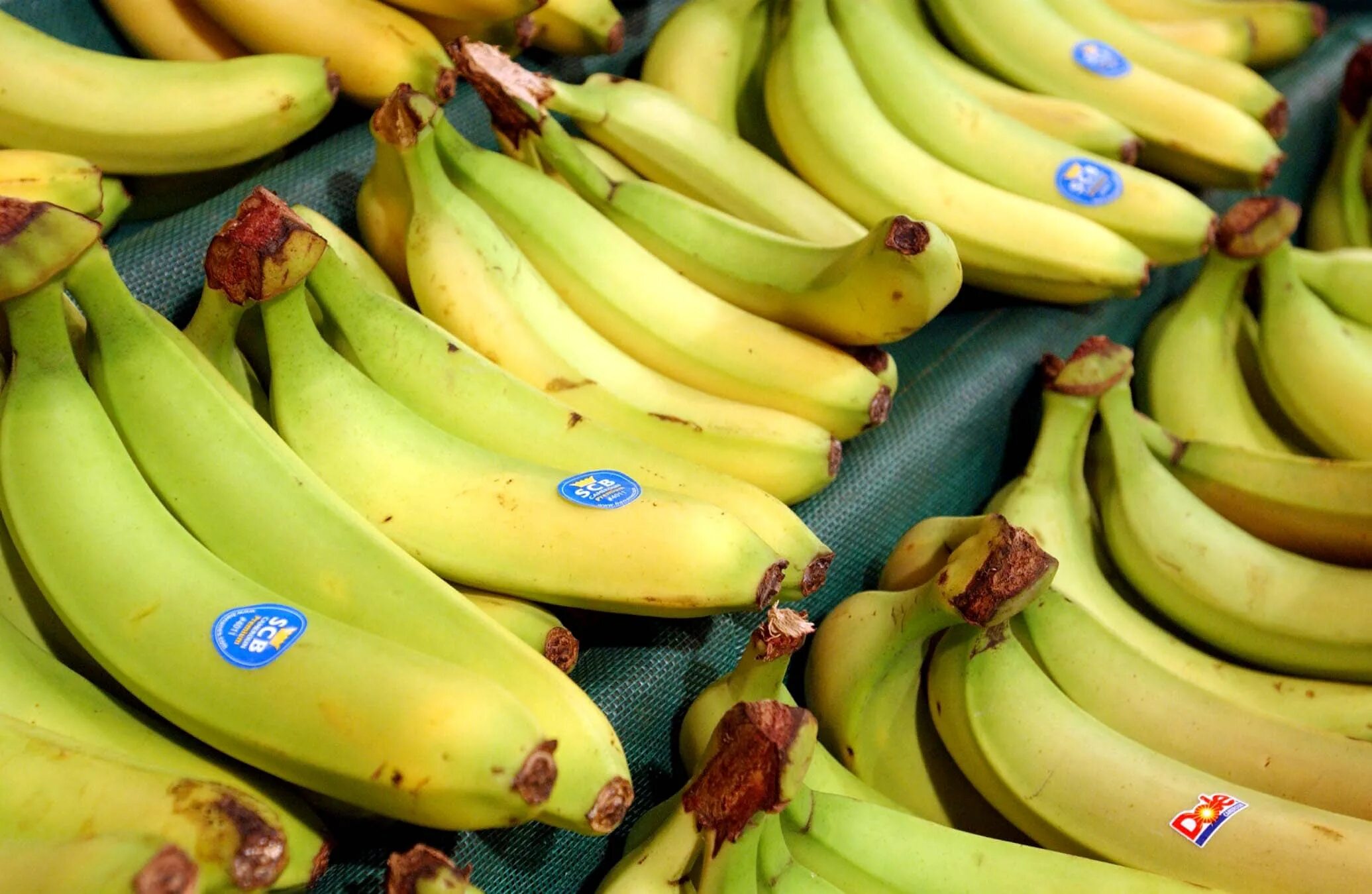 Кавендиш банан. Банан красный Кавендиш. Банан Кавендиш карликовый. Самые вкусные бананы.
