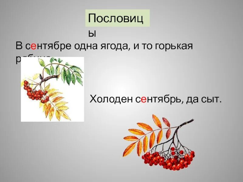 Рябина это словарное слово