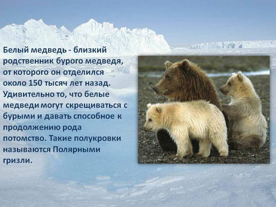 Интересное про белого медведя детям. Интересные факты о белом медведе. интересные факты о медведях. бурый медведь интересные факты. интересный медведь.