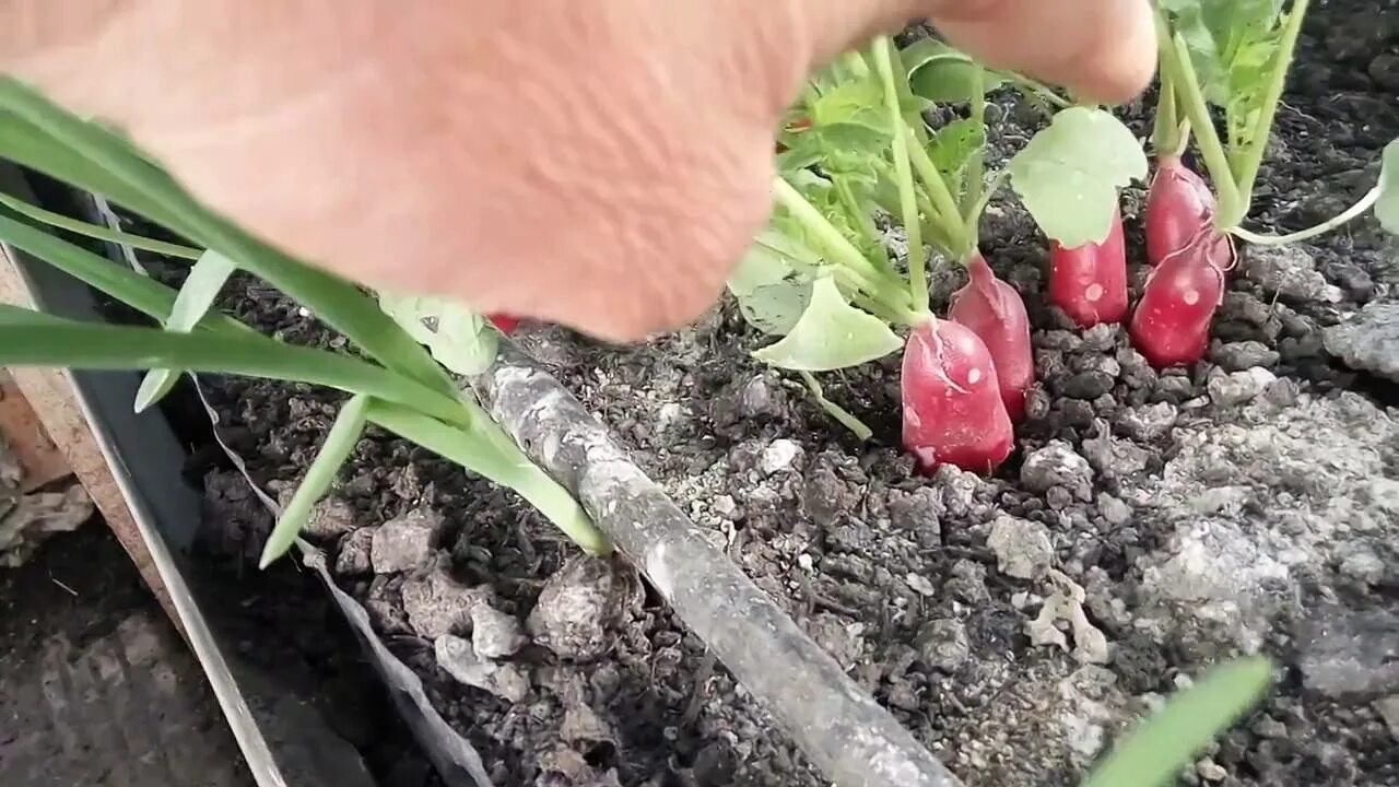 Как прореживать редиску