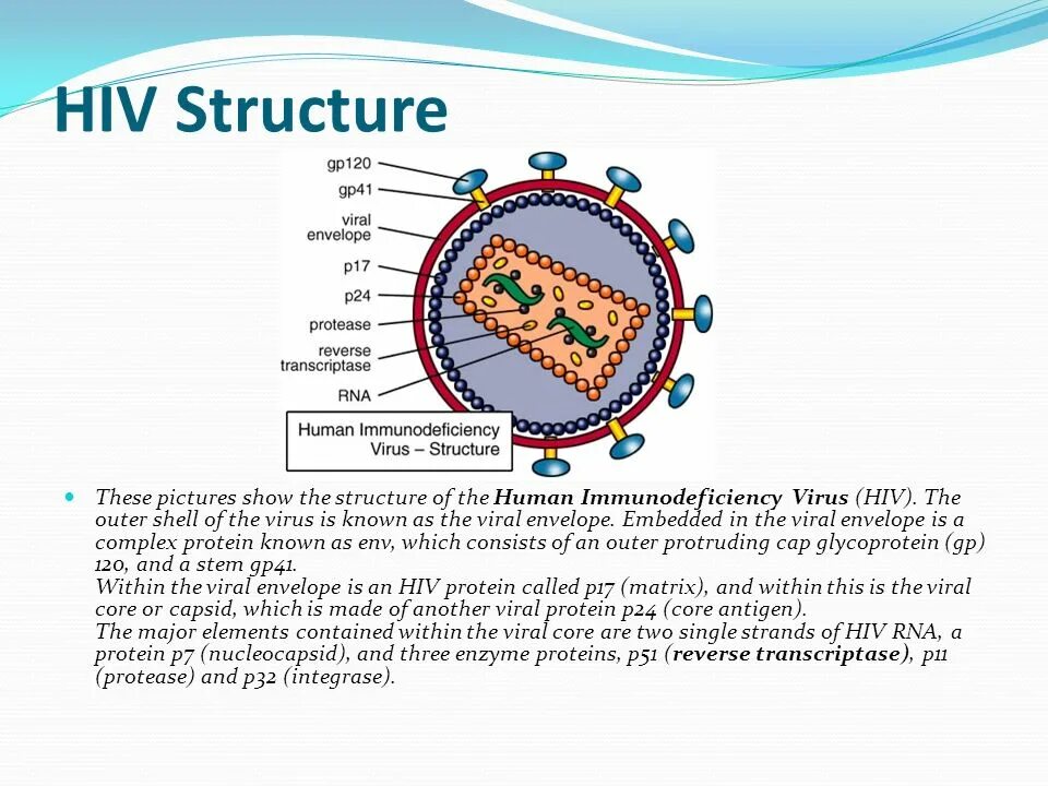 HIV virus structure. Бордетелла pertussis антигенная структура. Антиген вируса иммунодефицита человека gp120 связывается с рецептором. Вирус ВИЧ GP 120 GP 41. Human immunodeficiency virus