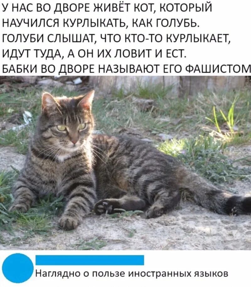 У любы живет кот. Кот научился курлыкать. живу с котом. коты во дворе. живой кот.