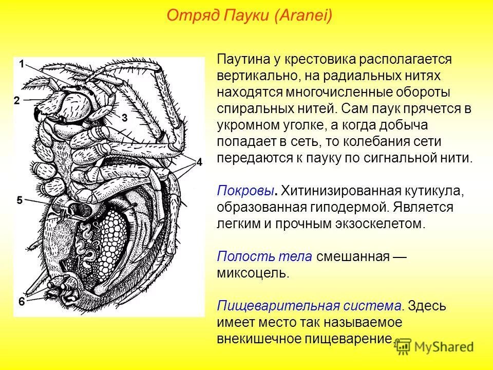 Внешнее строение паука крестовика. Наружные органы паука крестовика. Ядовитая железа у паукообразных. Внешнее строение паука крестовика рисунок. Тип членистоногие класс паукообразные 7 класс.