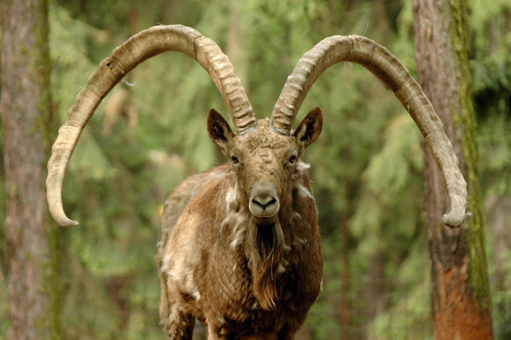 Козероги Ибекс. Capra sibirica. Пиренейский козёл (Capra pyrenaica). Безоаровый козёл (Capra aegagrus).