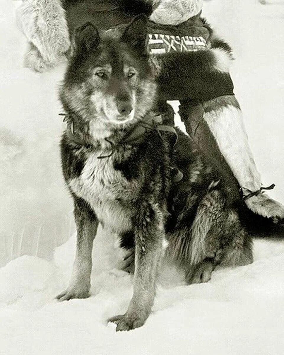 Год собаки история. Ездовая собака Балто. Балто 1925.