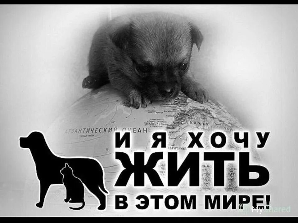 Людям надо верить. Они не хотели жить. Они не хотели жить. Безгрешными приходим и грешим веселыми приходим и скорбим. Они не хотели жить.