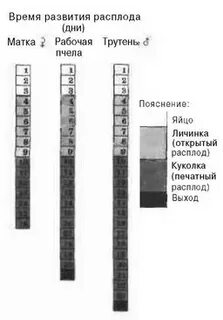 Срок развития матки