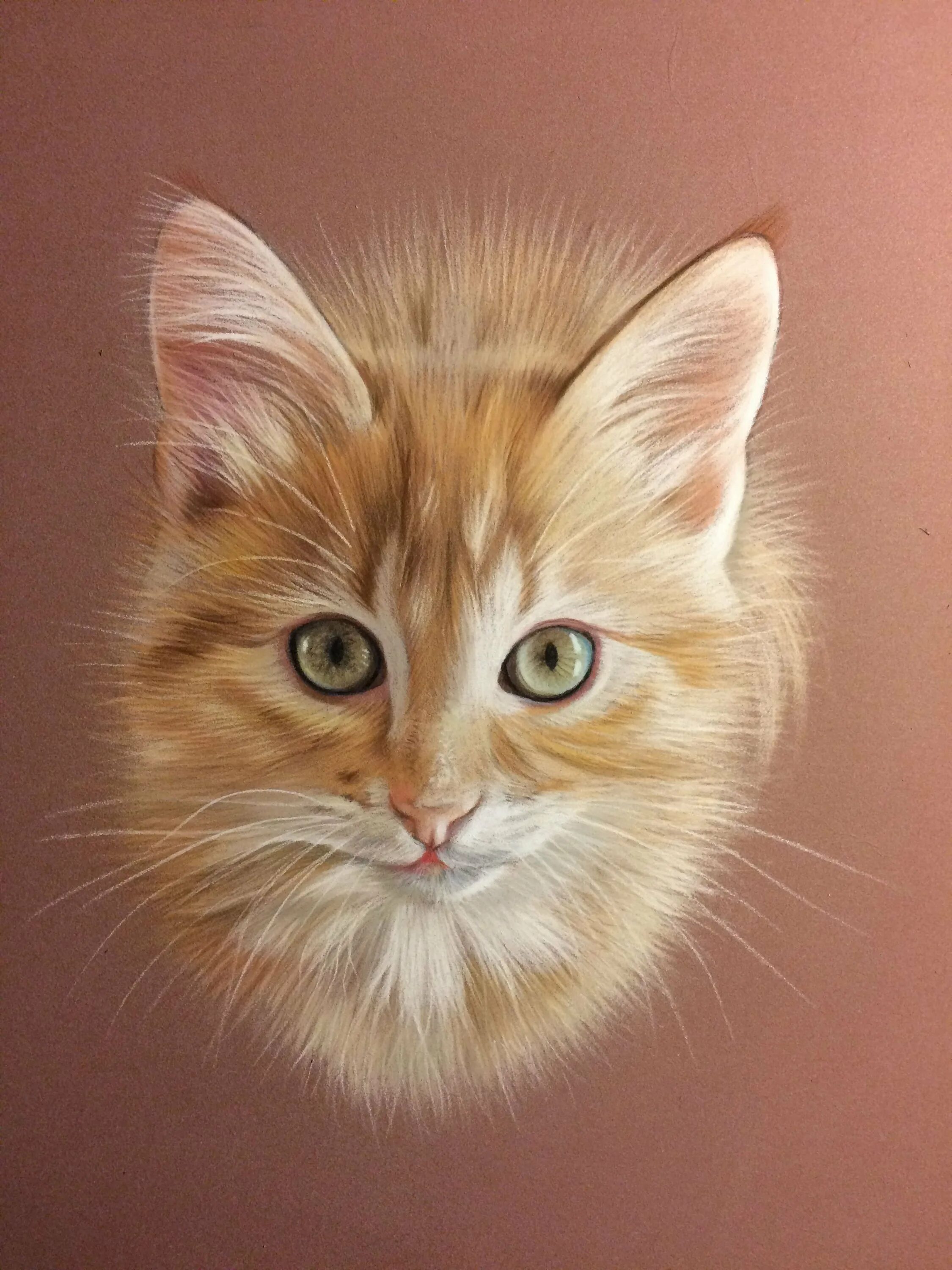Кошка пастелью. Портрет кошки. Портреты красивых кошек. Рыжий кот пастелью.