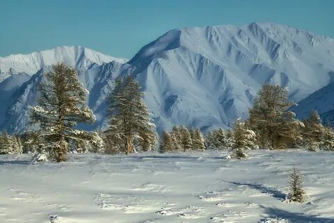 Возраст хр черского