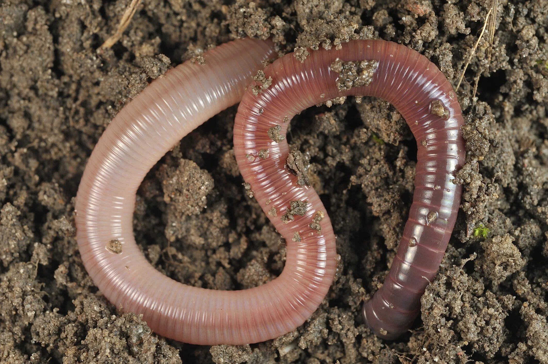 Черви это. Малощетинковые кольчатые черви. Червь Земляной (Lumbricus terrestris). Выползок малый – Lumbricus rubellus.