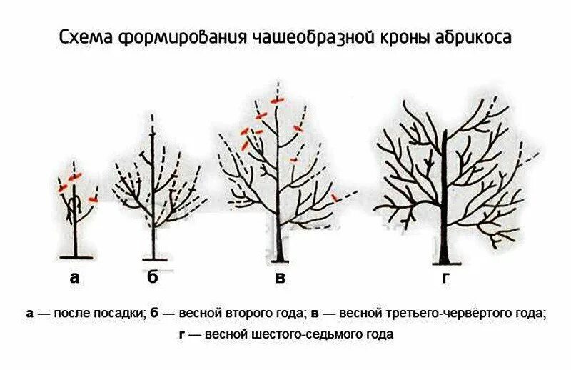 Через сколько лет после посадки плодоносит яблоня