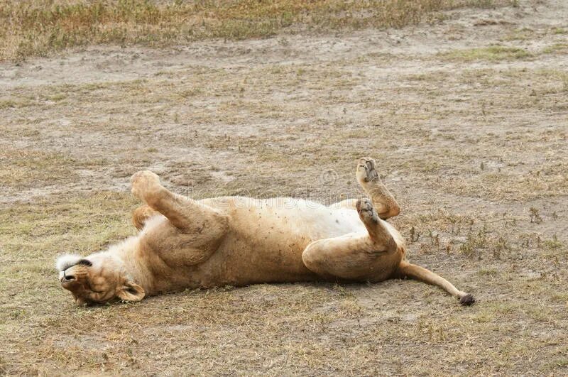 Ленивый лев. Сон убитый лев. Усталый лев. Плачущий лев. Ленивый лев.