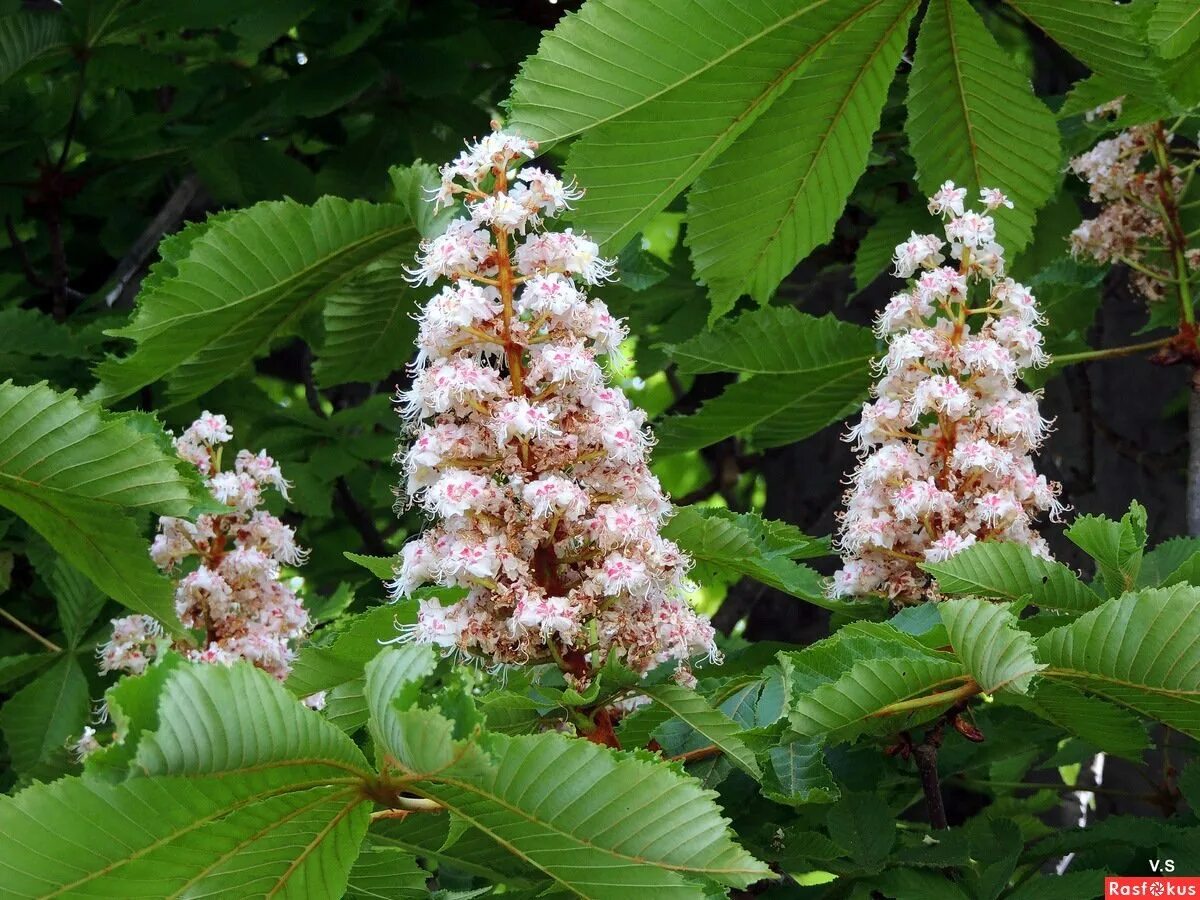 Каштан конский цветение. Каштан конский (aesculus). Каштан конский маргината. Конский каштан цветет. Каштан конский соцветие.
