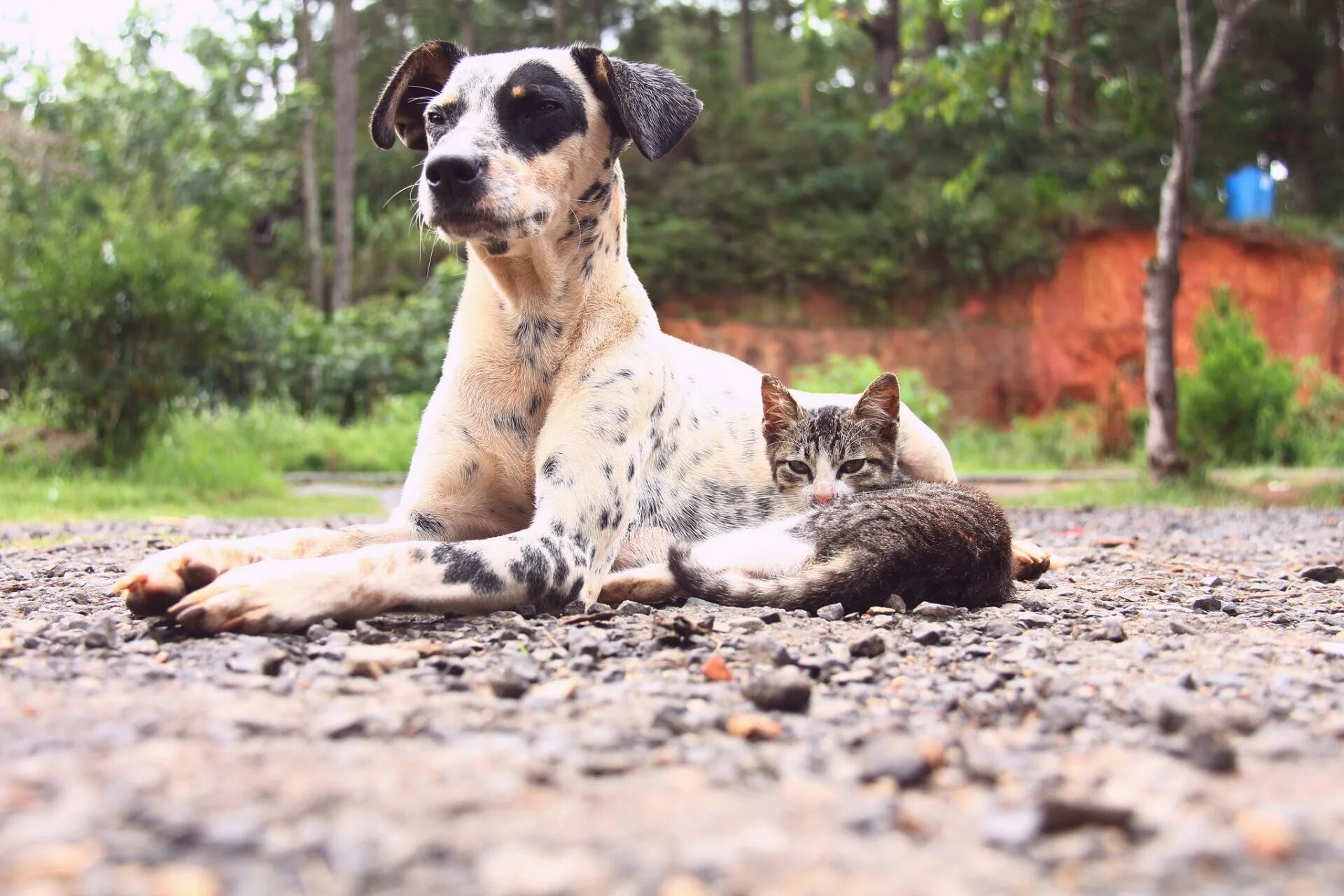 Dog and cat playing. Кошки и собаки. Пятнистая собака. Кот и собака друзья. Обои на рабочий стол собаки.