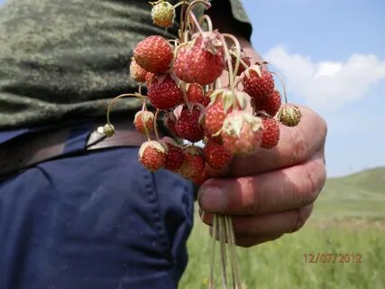 Определи ягоду