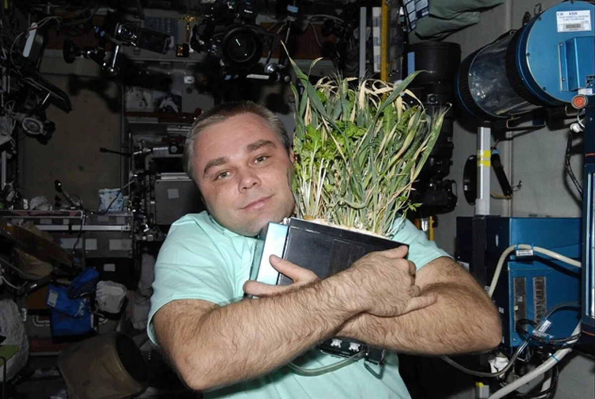 Какой овощ первый вырастили в космосе. Сураев МКС.