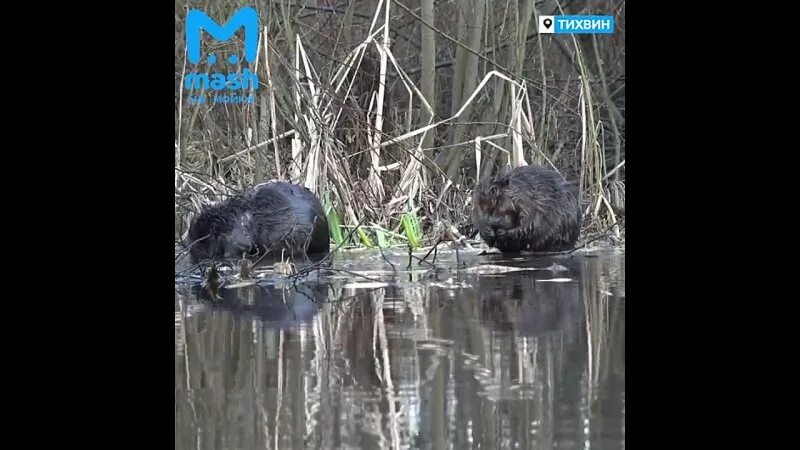 прямой эфир канала бобра. бобёр телеканал программа. ру. телеканал бобер logo. телеканал бобер.