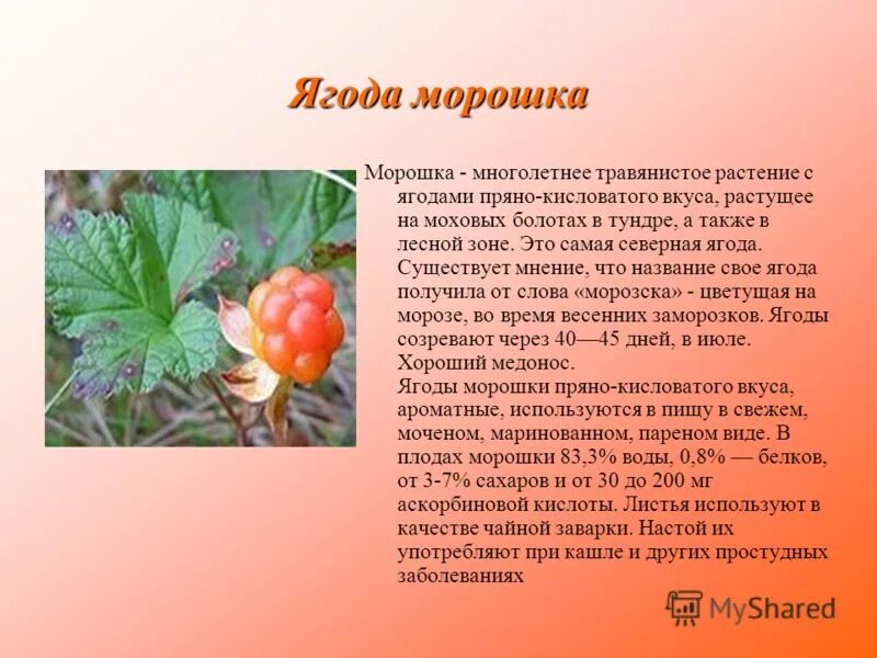 Полезные ягоды. Клюква характеристики целебные. Загадка про ягодку для детей. Ирга ягода куст полезные свойства. Сколько лет ягоде.