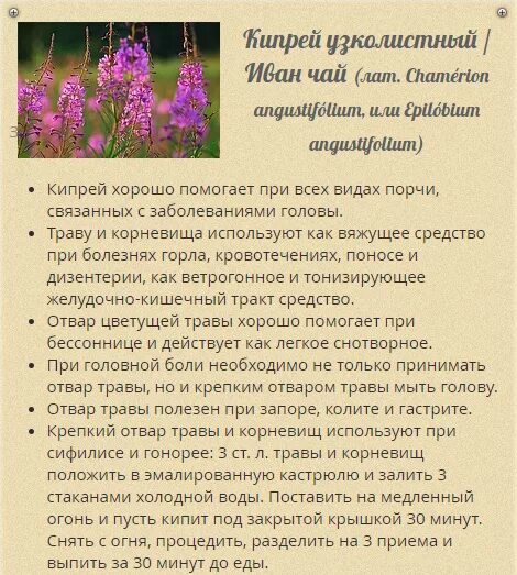 Трава кипрей для чего применяется. Трава кипрей для чего применяется