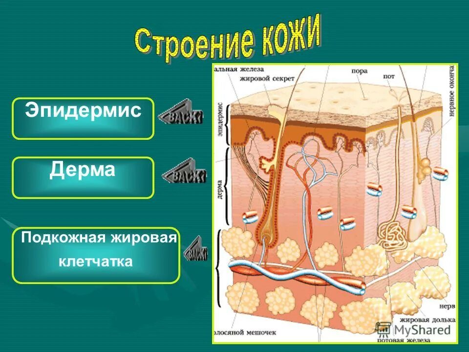 Строение кожи эпидермис дерма гиподерма. Строение кожи эпидермис дерма подкожная клетчатка. Эпидермис 2) дерма 3) гиподерма. Функции эпидермиса дермы и гиподермы.