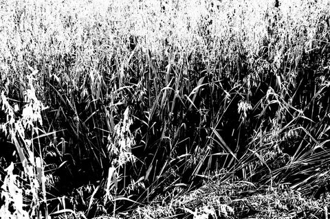 Black grass
