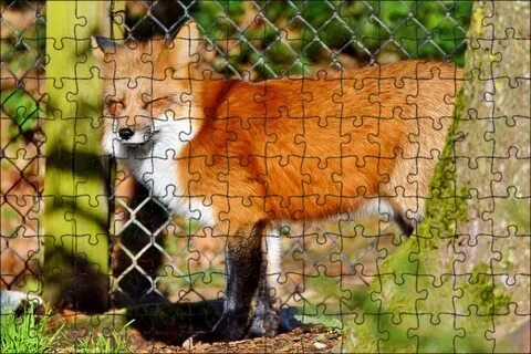 Brown fox
