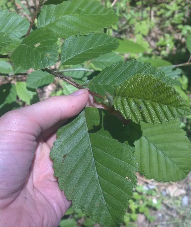 Вяз осина. Ольха серая alnus incana. Деревья осина и тополь. Дуб клен вяз. Вяз осина.