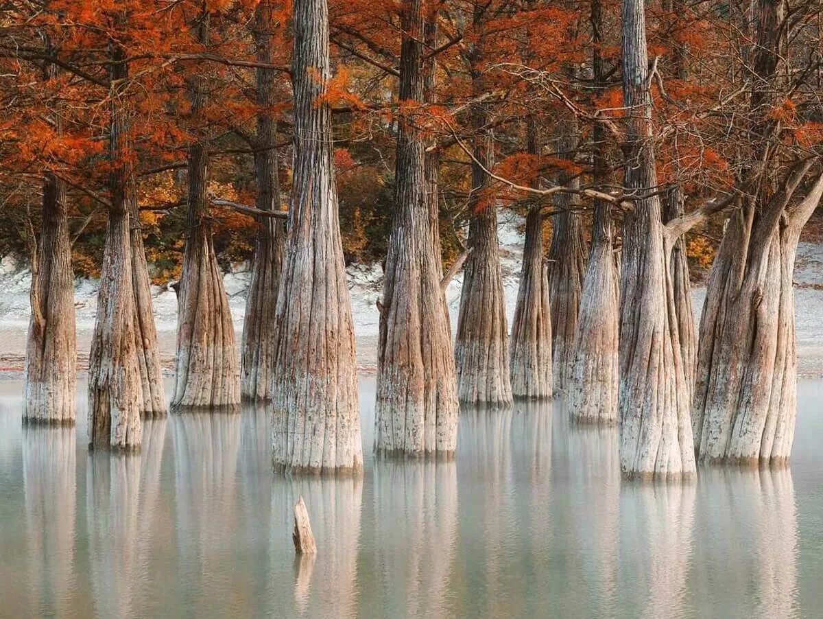 Где деревья в воде