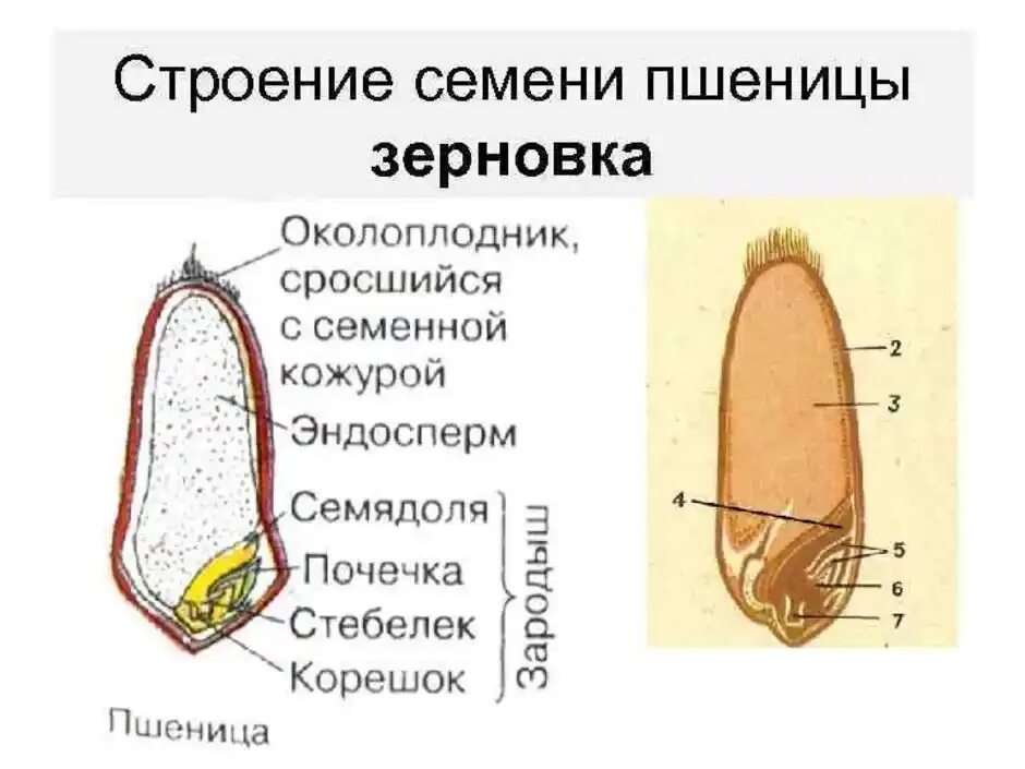 Строение семени зерновки пшеницы. Схема строения семени зерновки пшеницы. Внешнее и внутреннее строение зерновки пшеницы. Строение зерновки пшеницы 6 класс биология.